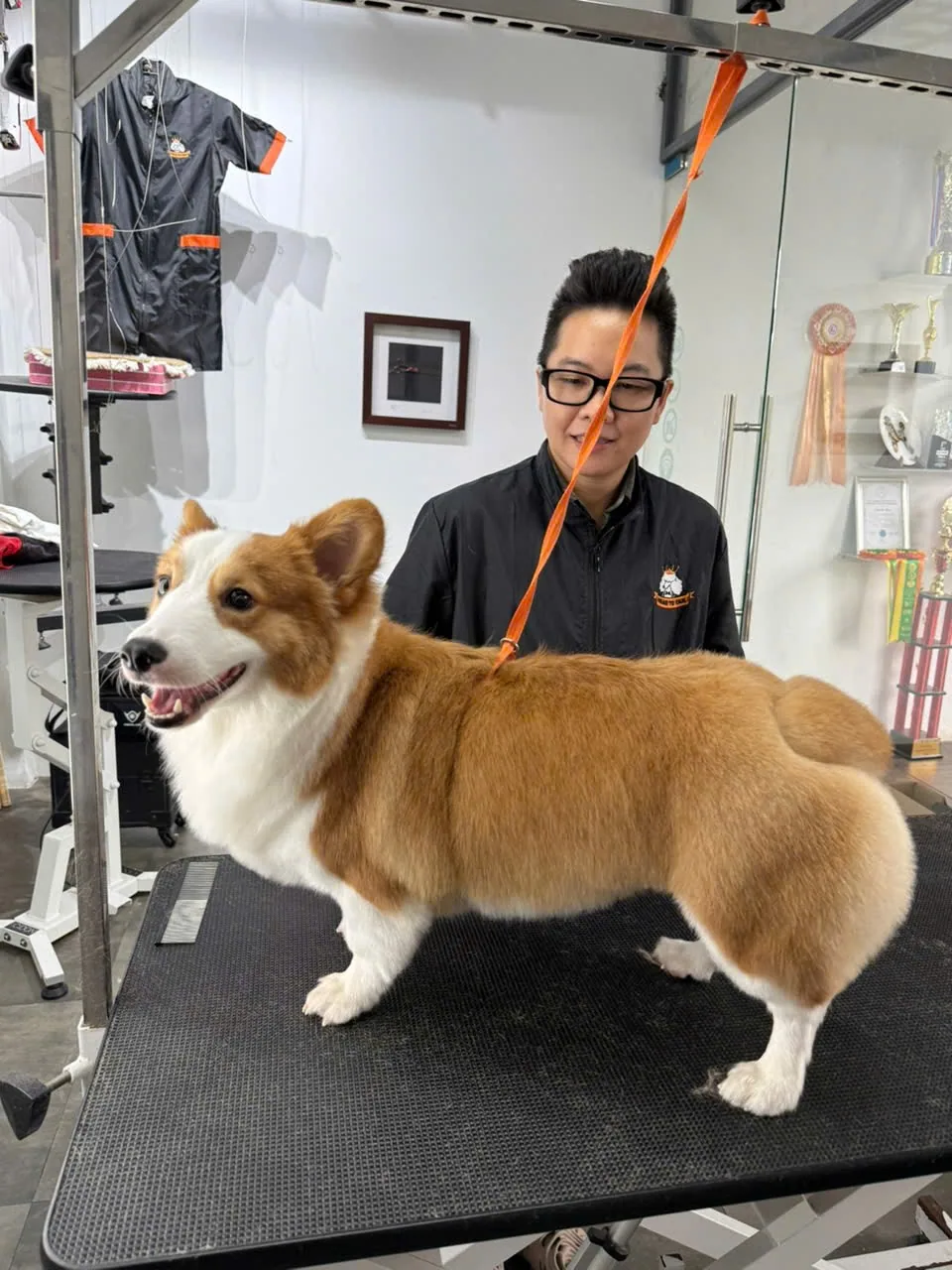 Bàn cắt tỉa với dụng cụ groomer được sắp xếp gọn gàng.
